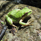 Pacific Tree Frog