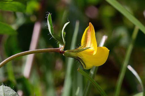 Lotus pedunculatus