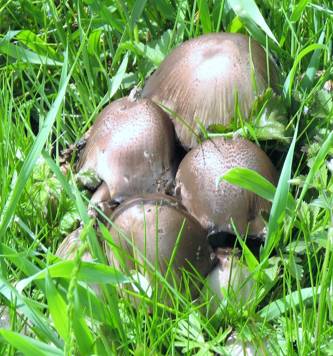 Common Ink Cap