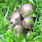 Common Ink Cap