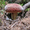 Bolete?