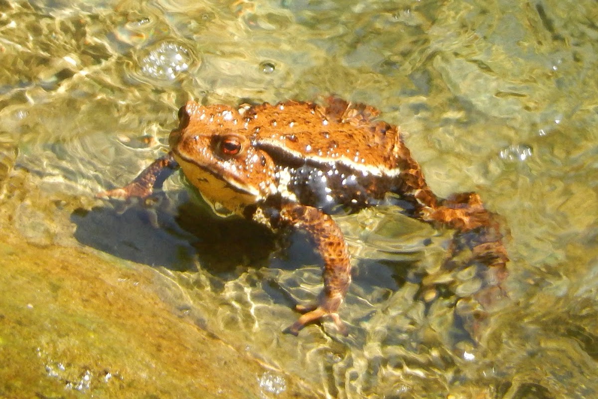 Japanese Mountain Toad