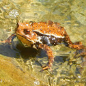 Japanese Mountain Toad