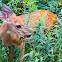 White-tailed deer