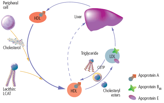 Reverse cholesterol transport