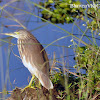 Indian pond heron