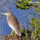 Indian pond heron