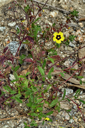 Xolantha Tuberaria guttata