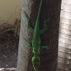 Knight Anole