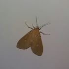 Asota Moth