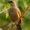 Asa-de-telha(Bay-winged Cowbird)