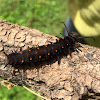 Pipevine swallowtail larva