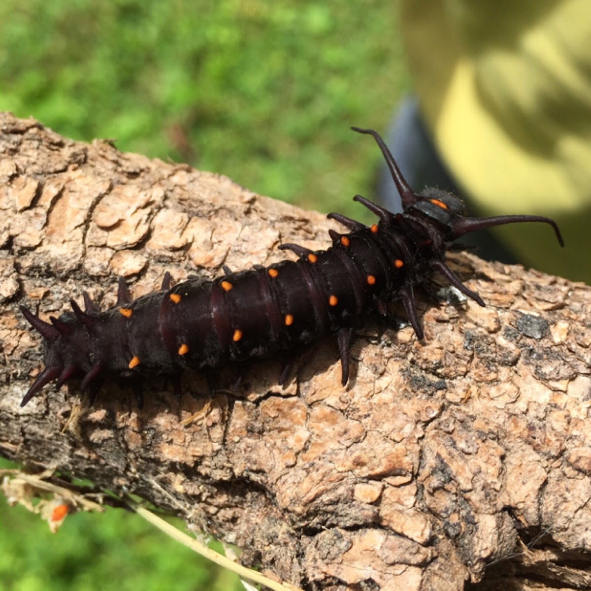 Pipevine swallowtail larva