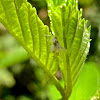 Asian Woolly Hackberry Aphid