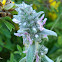 Downy woundwort