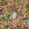 White-crowned sparrow