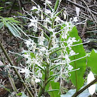 White Star Ginger