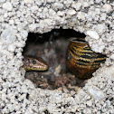 Iberian Wall Lizard