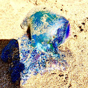 Portuguese Man o' War