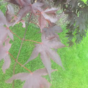 Japanese Red Maple