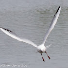 Slender-billed Gull; Gaviota Picofina