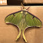 Luna Moth