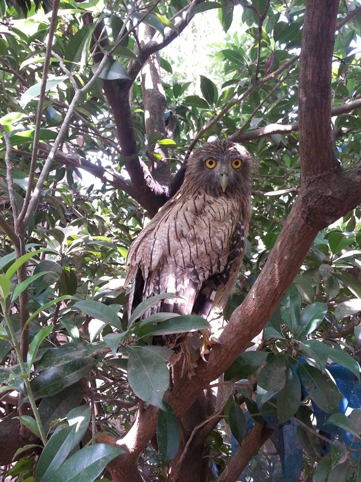 Brown Fish Owl