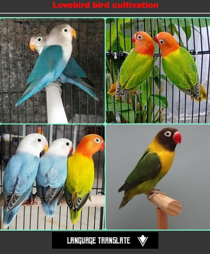 Screenshot cultivating lovebird