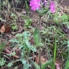 red campion