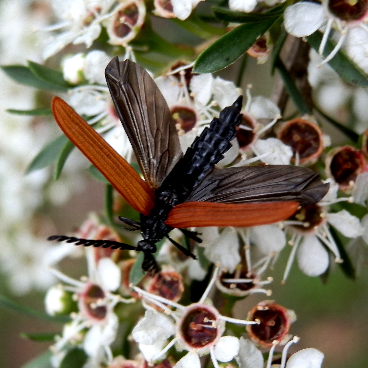 Long-Nosed Lycid Beetle