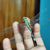 Green marsh hawk