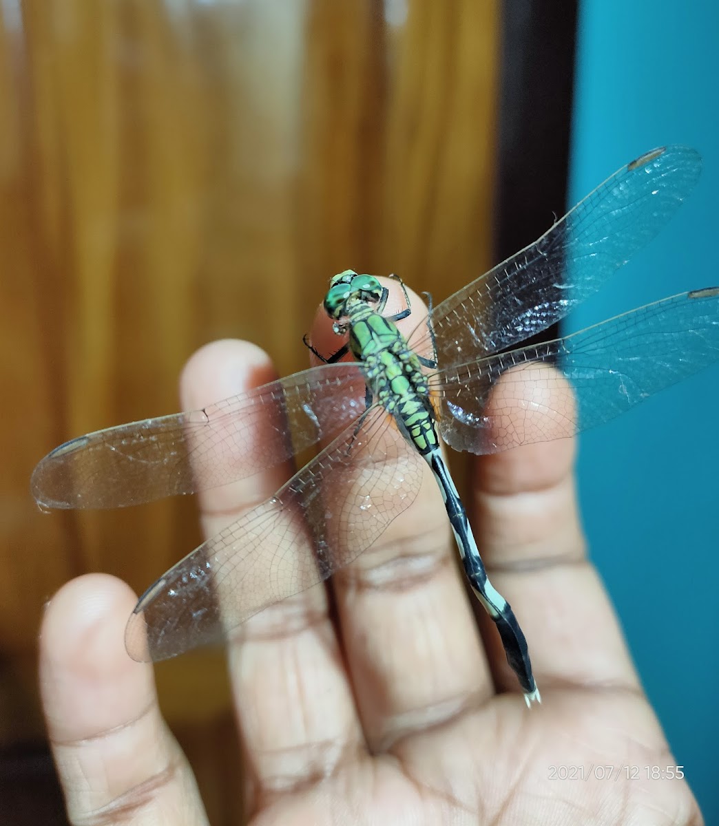 Green marsh hawk