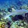 Nurse shark