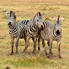 Cebra común (Plains zebra)