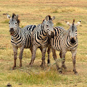 Cebra común (Plains zebra)