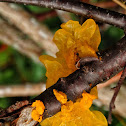 Golden jelly fungus