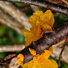 Golden jelly fungus