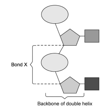 Structure of the DNA double helix