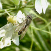 Syrphid Fly