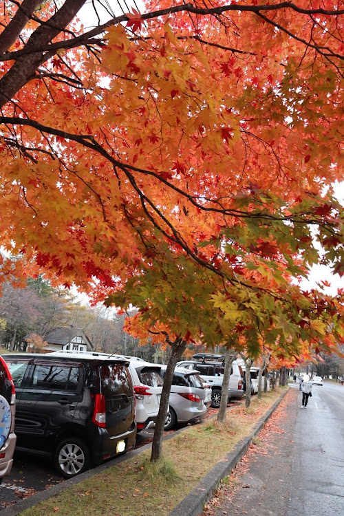 レヴォーグのドライブ・紅葉と愛車・紅葉に関するカスタム事例の投稿画像9枚目