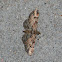 Waved Carpet Moth