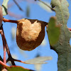 Spider Egg Case