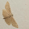 moth