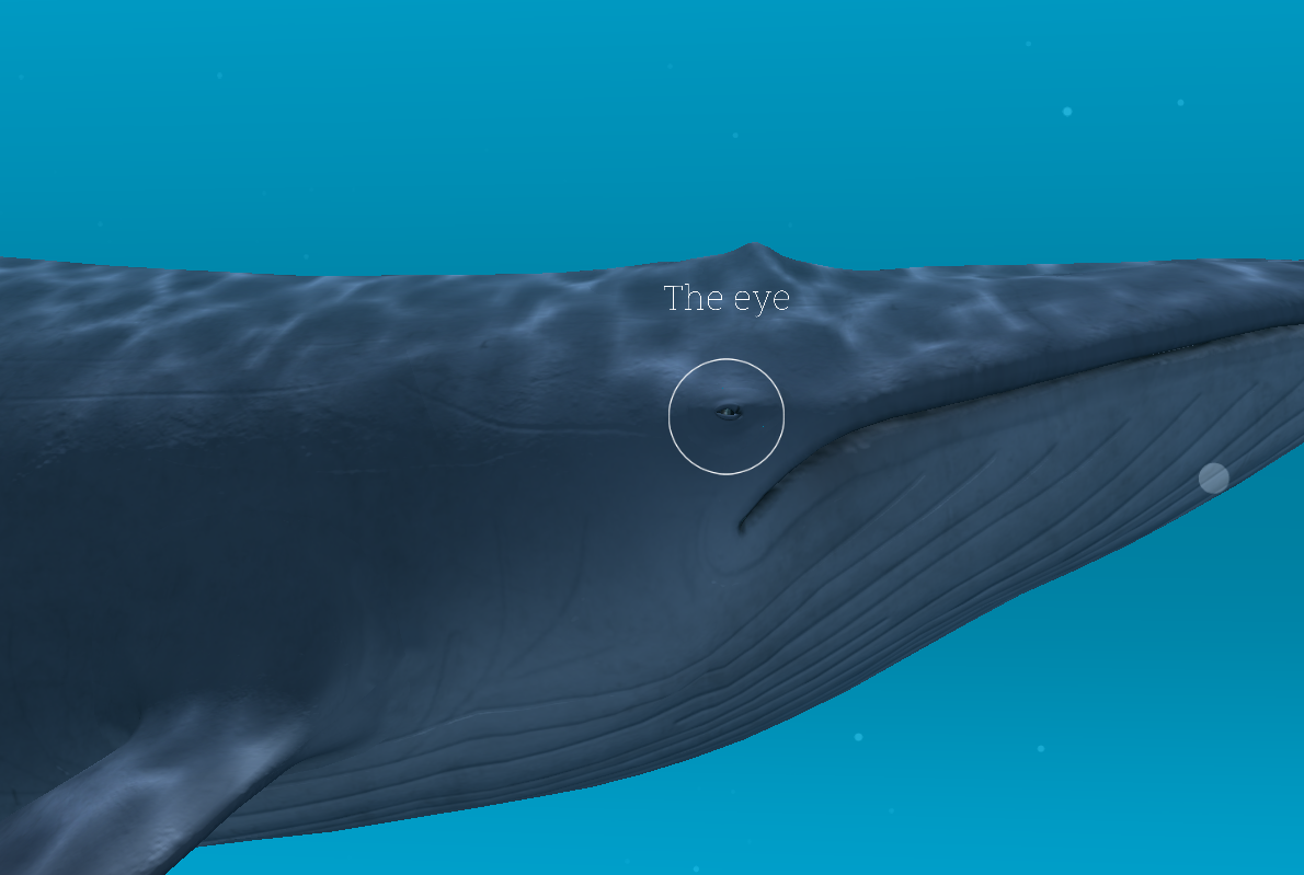   Blue whale VR- 스크린샷 