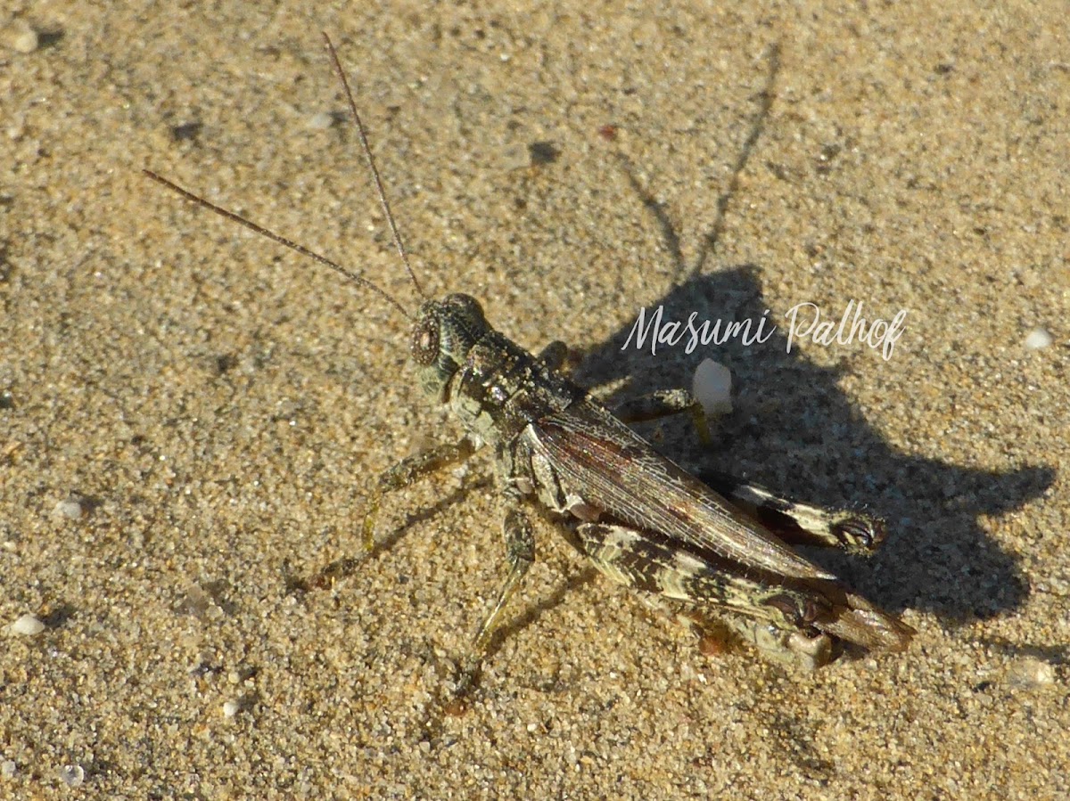 Pine Tree Spur-throat Grasshopper