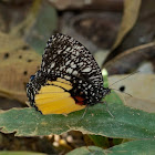 The Jezebel Palmfly