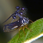 Ball-bearing Treehopper