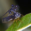 Ball-bearing Treehopper