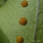 Golden Polypody