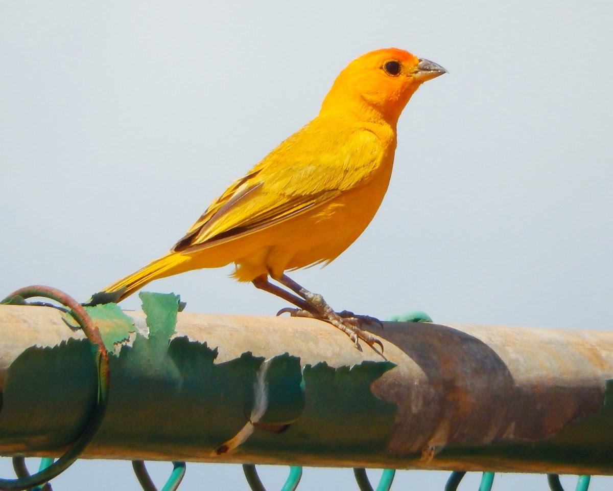 Saffron Finch